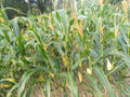 Fresh Organic Corn Stalks for Home Gardens