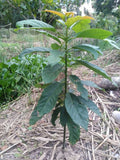 Homegrown Avocado Tree Seedling for Eco-Friendly Gardens