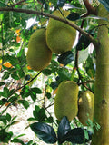 Fresh Organic Jackfruit - Tropical Delight for Culinary Creations