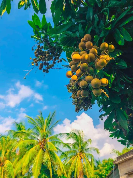 Tropical Longan Fruit Cluster – Large, Nutritious, Exotic Flavor