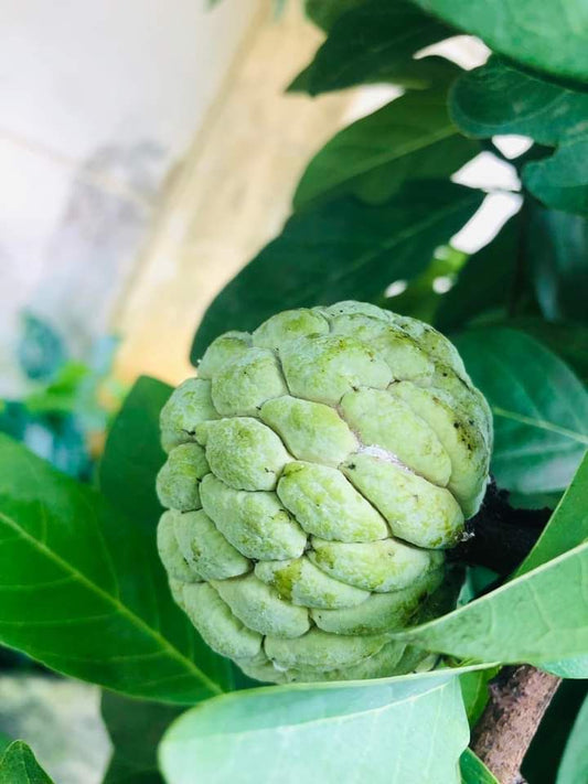 Sugar Apple Delight - Fresh Tropical Fruit for Creative Minds
