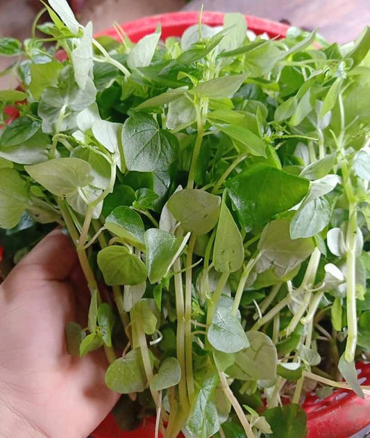 Sugar Apple Delight - Fresh Tropical Fruit fFresh Organic Spinach Leaves - Nutritious & Crisp Greensor Creative Minds (Copy)