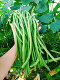 Fresh Organic Yardlong Beans, Nutritious Garden Harvest