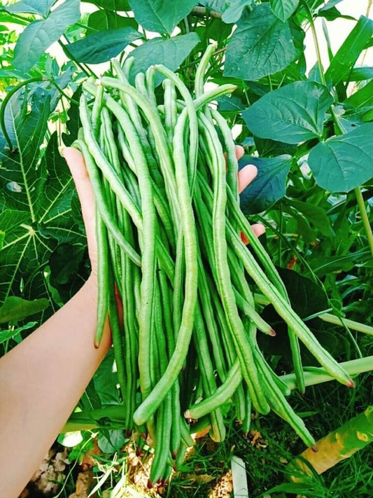 Fresh Organic Yardlong Beans, Nutritious Garden Harvest